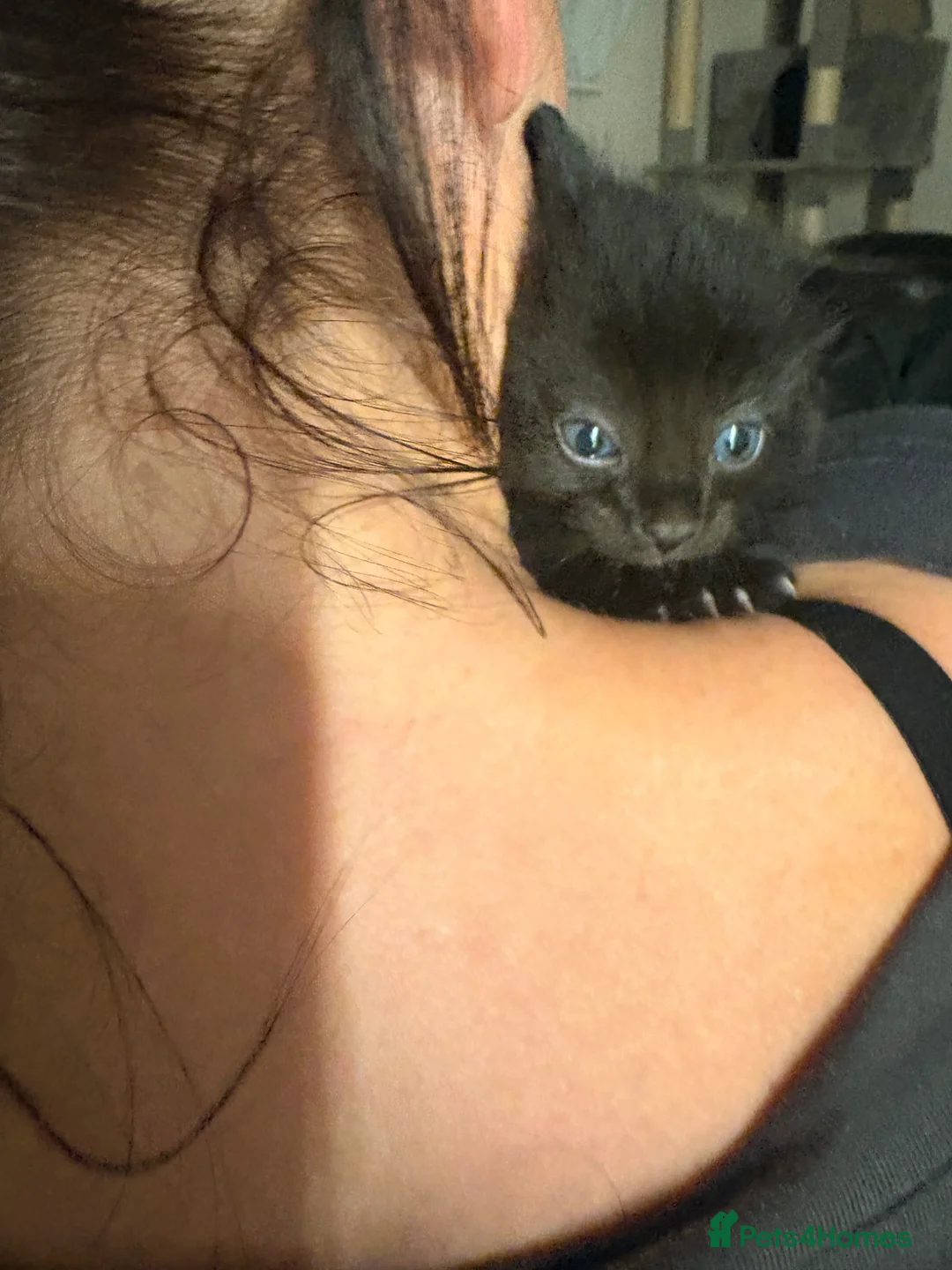 Mixed Breed cats for sale: 1 beautiful baby kitten left!  in Chichester - Advert 2