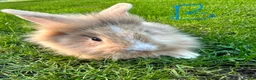 Lionhead rabbits for sale: Lionhead rabbits for sale  - Advert 9