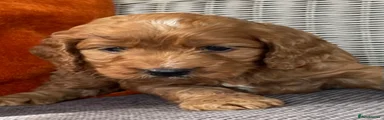 Cockapoo 6