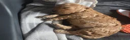 Cavapoochon dogs for sale: Beautiful F1B Toy Cavapoochon Puppies - Advert 15