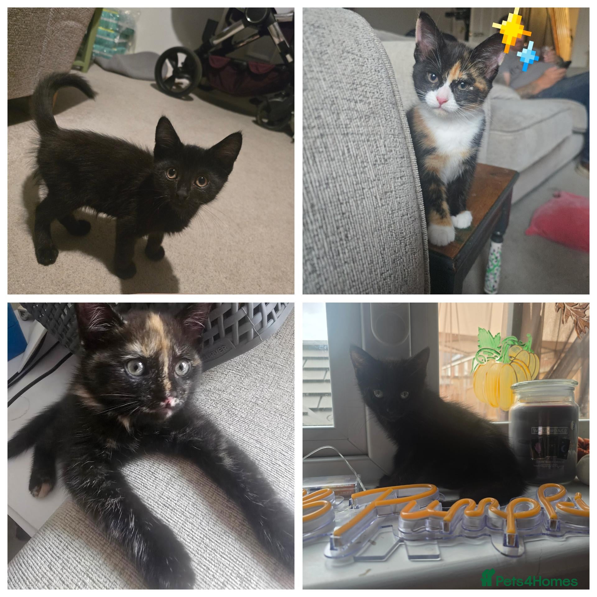 Mixed Breed cats *Prices Vary* 4 gorgeous Kittens Avaliable  - Advert 1