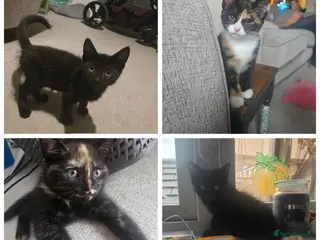 Mixed Breed cats *Prices Vary* 4 gorgeous Kittens Avaliable - Advert 1