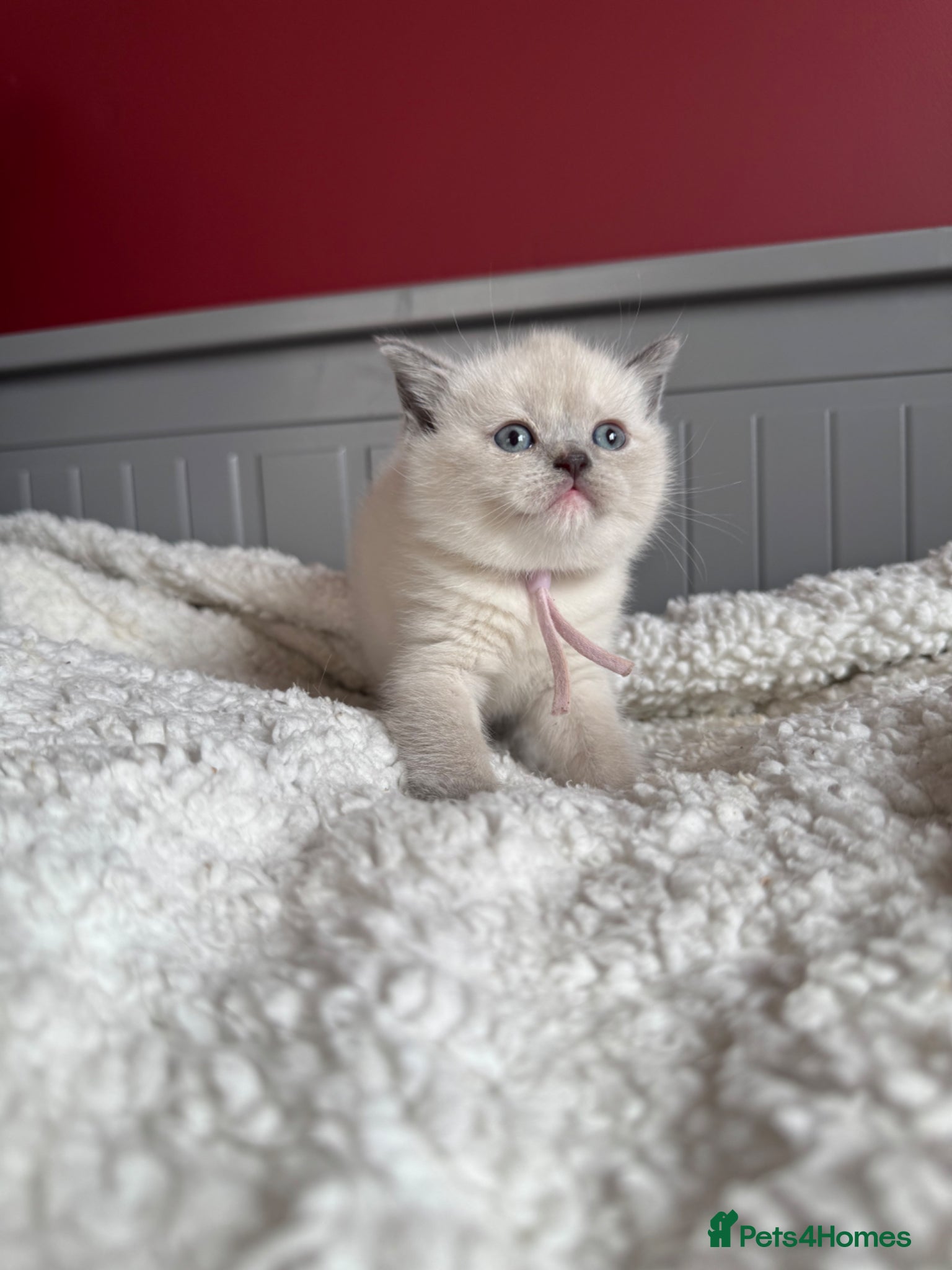 British Shorthair cats for sale: Gorgeous GCCF colourpoints  - Advert 11