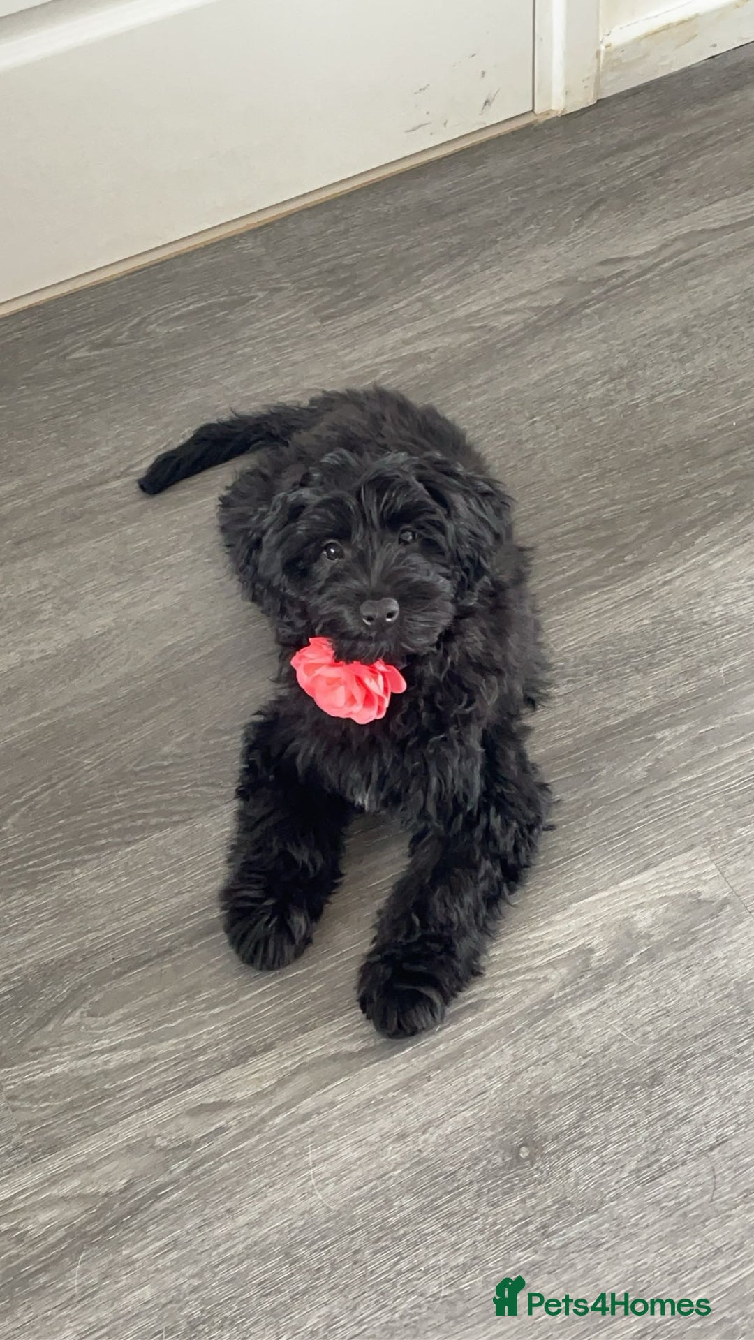 Sproodle dogs for sale: toy sproodle puppies (double doodle)  - Advert 6