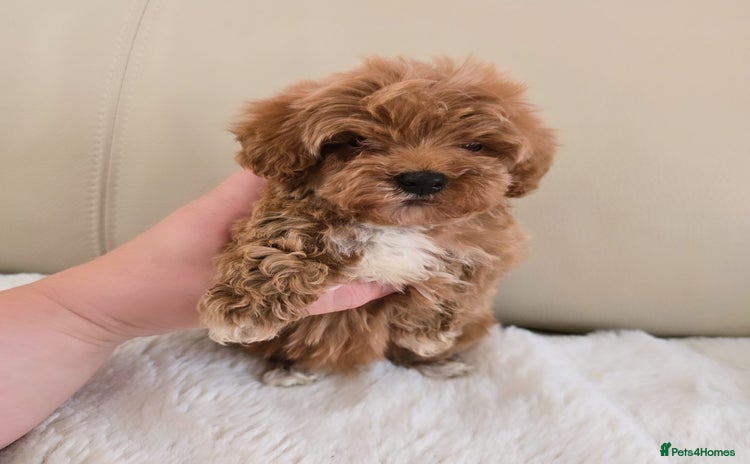 Maltipoo dogs - Advert 1