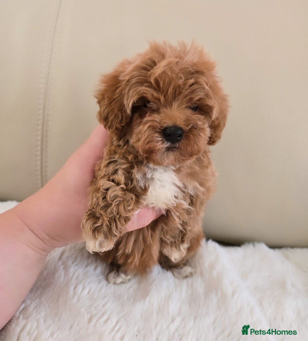 Maltipoo dogs for sale: Toy maltipoo puppies - Image 1