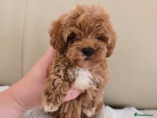 Maltipoo dogs - Advert 6