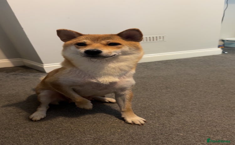 Japanese Shiba Inu dogs - Advert 1