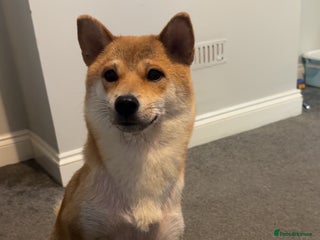 Japanese Shiba Inu dogs - Advert 14