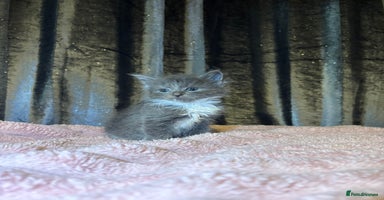 Mixed Breed cats Grey/black kittens  - Advert 3