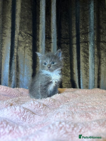 Mixed Breed cats Grey/black kittens - Advert 1