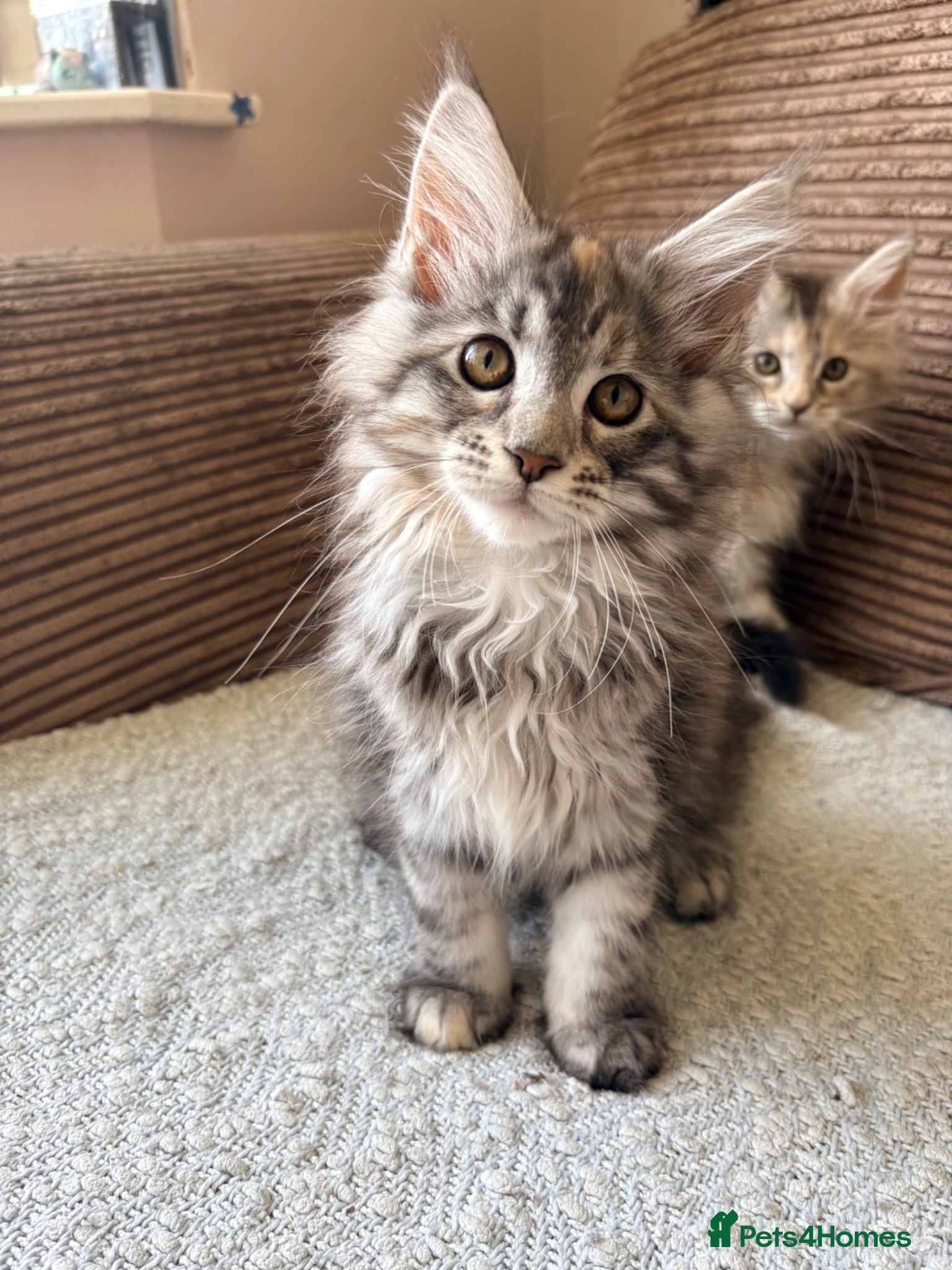 Maine Coon cats Two registered mainecoon kittens (1 poly)  - Advert 2