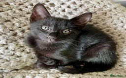 Mixed Breed cats for sale: Gorgeous 9-Week-Old Kittens  - Image 5