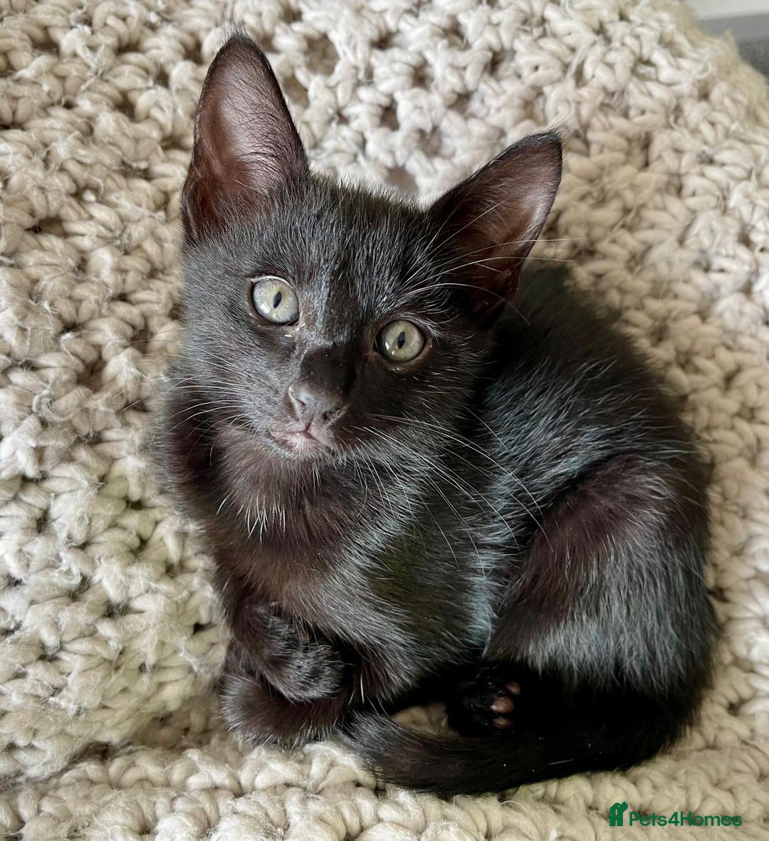 Mixed Breed cats for sale: Gorgeous 9-Week-Old Kittens  - Image 5