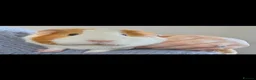 Guinea Pig rodents for sale: Two female guinea pigs  - Advert 2