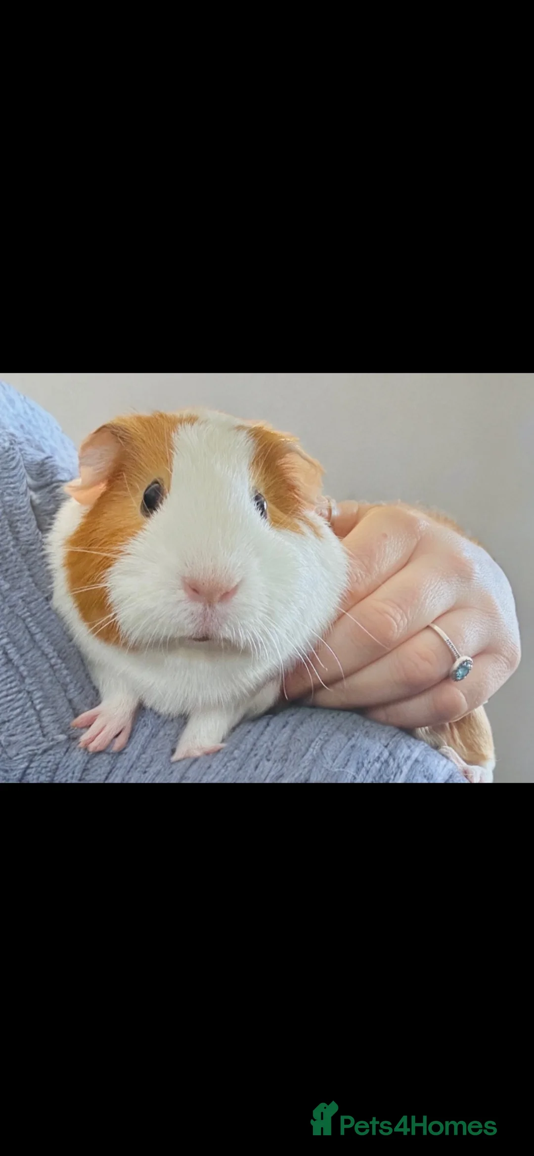 Guinea Pig rodents for sale: Two female guinea pigs  - Advert 2