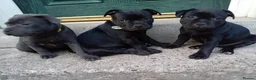 Staffordshire Bull Terrier dogs for sale: Kc registered Staffordshire bull terrier puppy - Advert 6