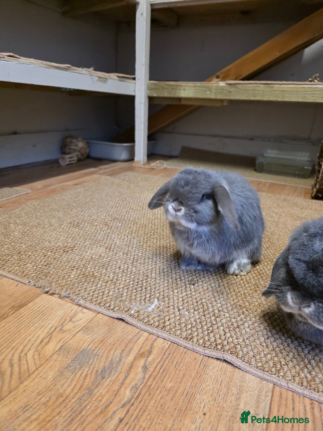 Mini Lop rabbits for sale: Two mini lops looking fir loving homes  - Advert 8