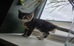 Mixed Breed cats for sale: Stunning kittens - Image 6