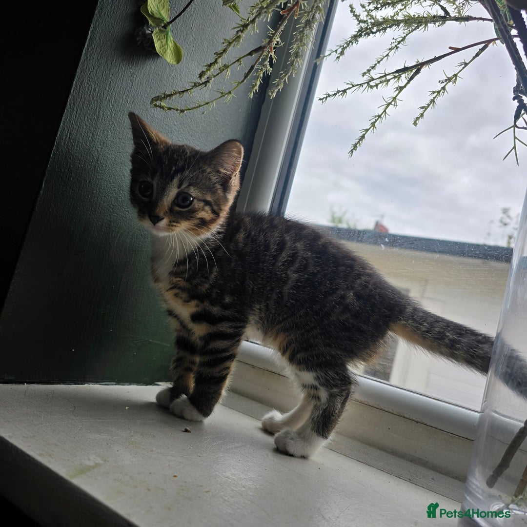 Mixed Breed cats for sale: Stunning kittens - Image 6