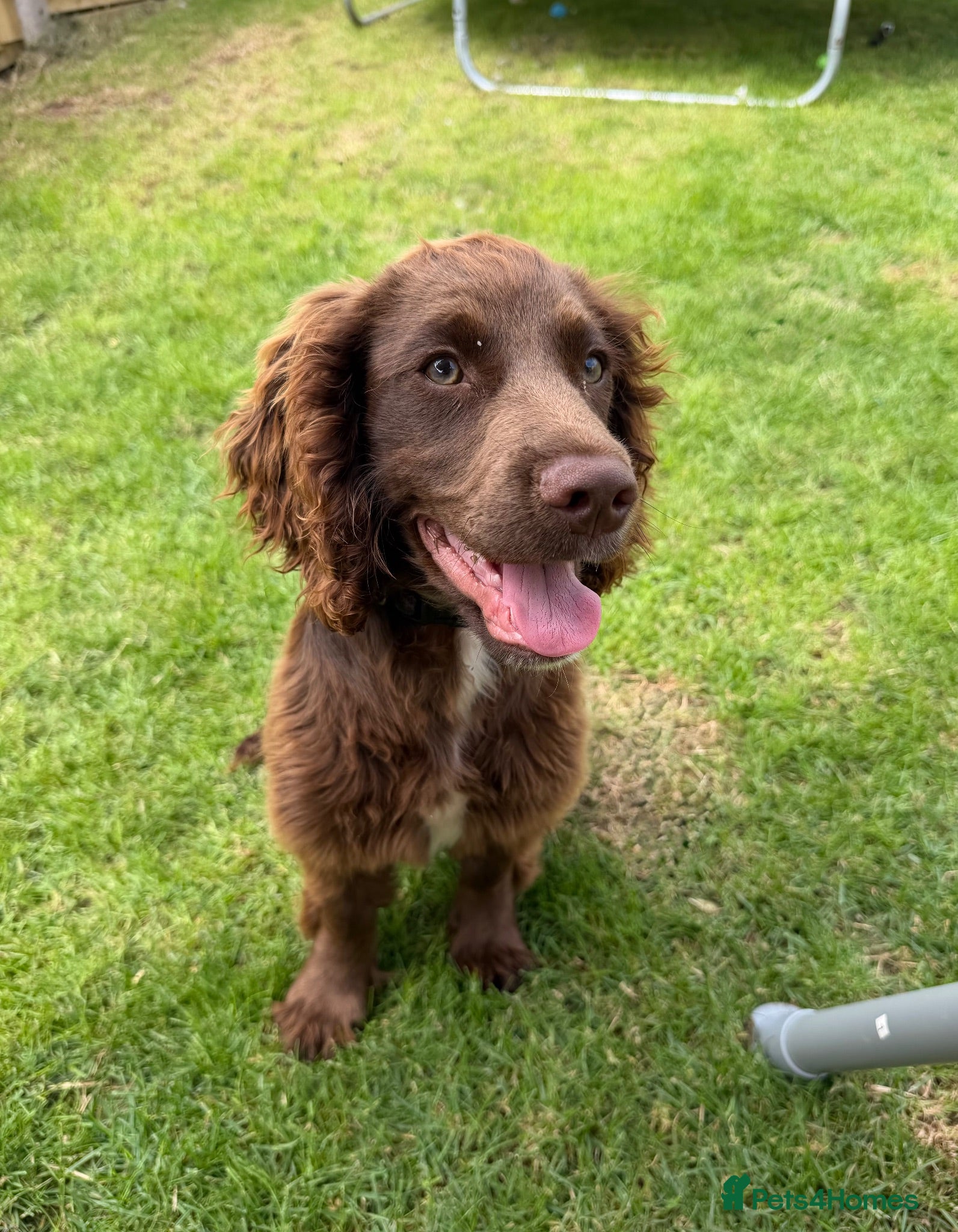 Mixed Breed dogs Chocolate Sprocker Spaniel - Advert 3