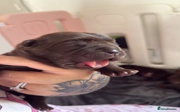 Chow Chow dogs for sale: Kc registered Pure chocolate chow chow puppies - Image 7