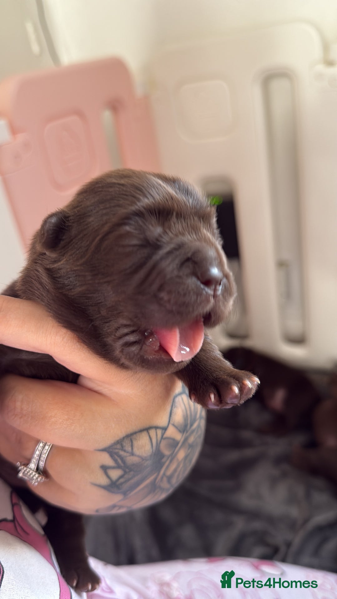 Chow Chow dogs for sale: Kc registered Pure chocolate chow chow puppies - Image 7