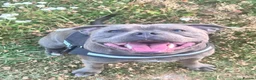 Staffordshire Bull Terrier dogs for stud: Blue KC registered Staffordshire bull terrier - Advert 2