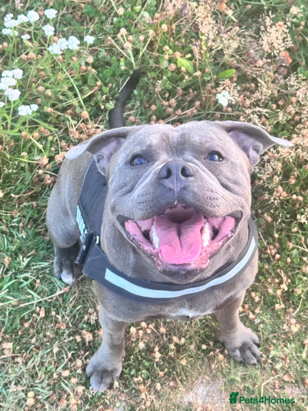 Staffordshire Bull Terrier dogs for stud: Blue KC registered Staffordshire bull terrier - Advert 2