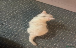 Ragdoll cats for sale: Ragdoll x British short hair kittens for sale  - Image 3