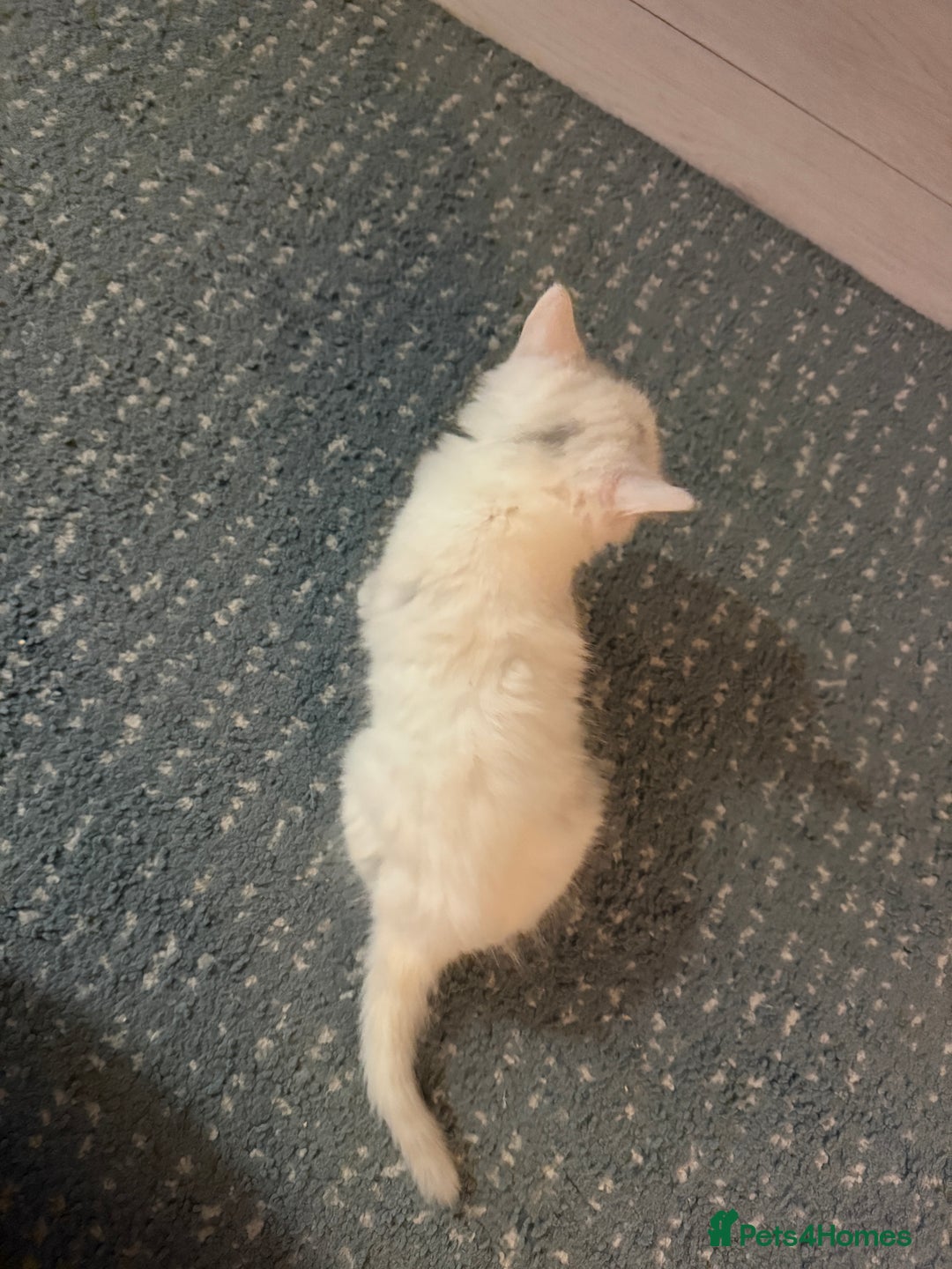 Ragdoll cats for sale: Ragdoll x British short hair kittens for sale  - Image 3
