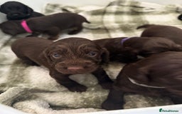 Cockapoo dogs for sale: F1B cockapoo puppies - Image 3