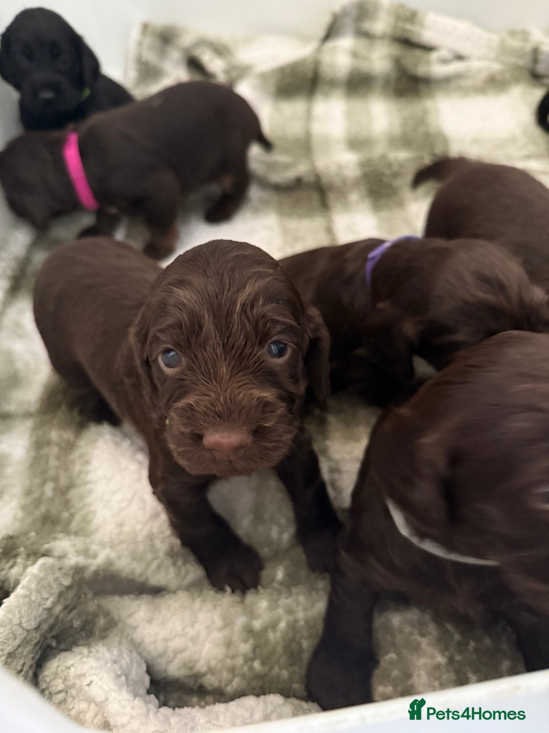Cockapoo dogs for sale: F1B cockapoo puppies - Image 3
