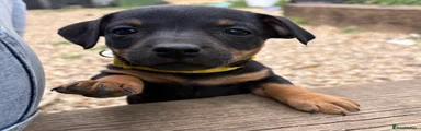 Jack Russell Puppy 5