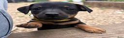 Jack Russell dogs for sale: Jack Russell Puppies - Advert 10