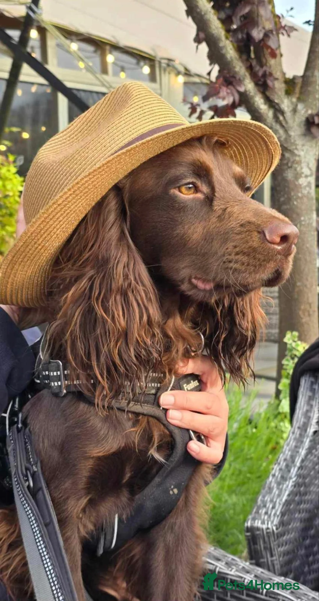 Poochon dogs for sale: Gorgeous Cockerpoochons  in Cheltenham - Advert 20