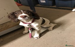 English Springer Spaniel dogs for sale: Stunning English springer spaniel  - Image 13