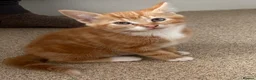 Mixed Breed cats for sale: 2 beautiful sisters  - Advert 2