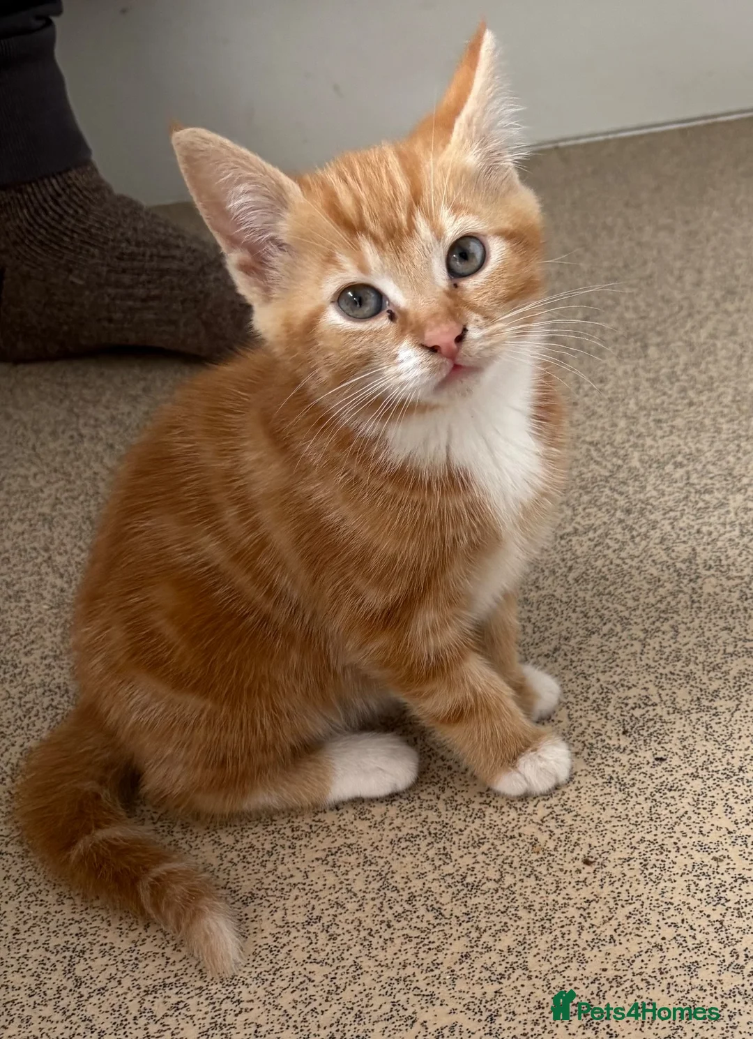 Mixed Breed cats for sale: 2 beautiful sisters  - Advert 2