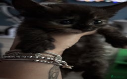 Sphynx cats for sale: Mix kittens of a sphinx mum and white ginger dad  - Image 7