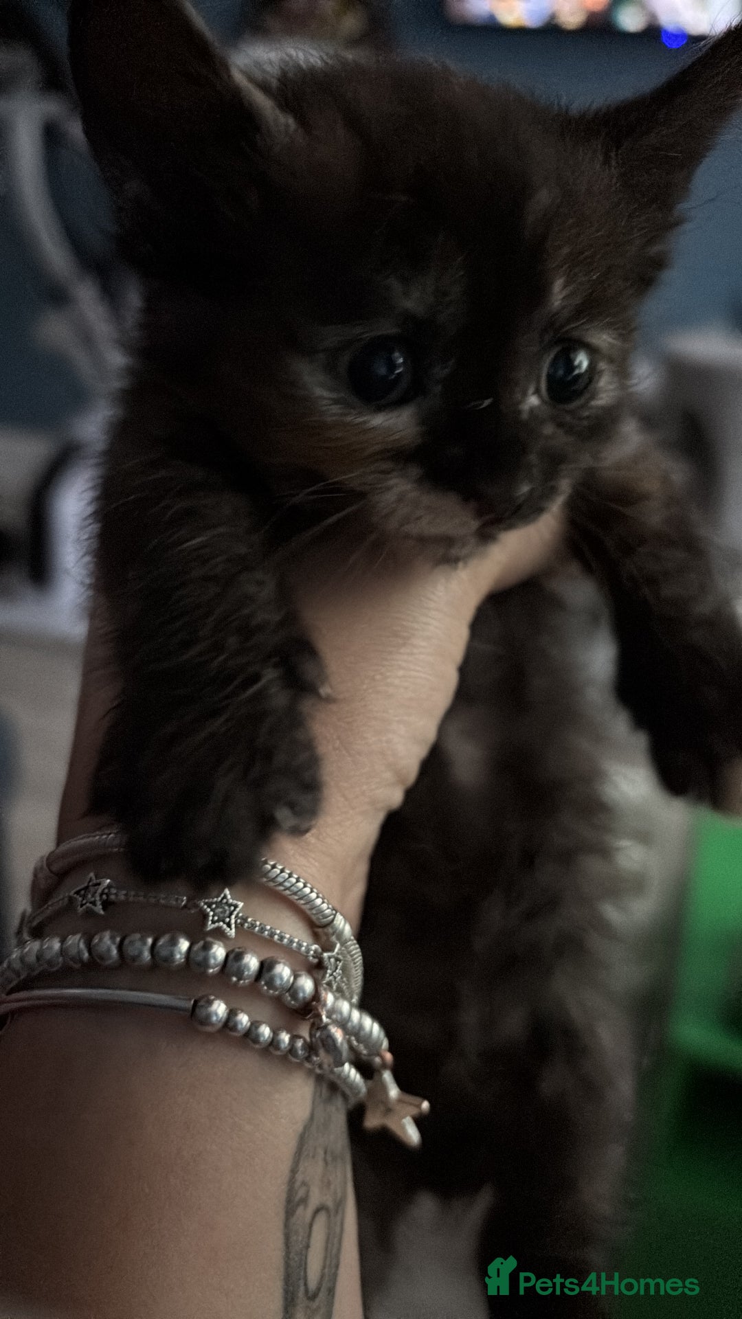 Sphynx cats for sale: Mix kittens of a sphinx mum and white ginger dad  - Image 7