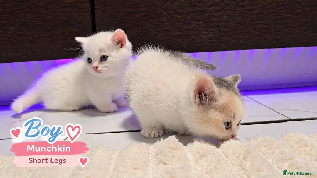 Munchkin cats for sale: Munchkin Kittens. Munchkin cross Scottish Straight - Advert 1
