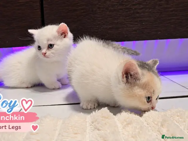 Munchkin cats for sale: 🐾 Adorable Munchkin Kittens – Short & Normal Legs - Advert 8