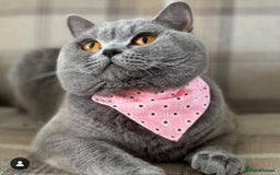 British Shorthair cats for sale: Champion queen GCCF ACTIVE - Image 2