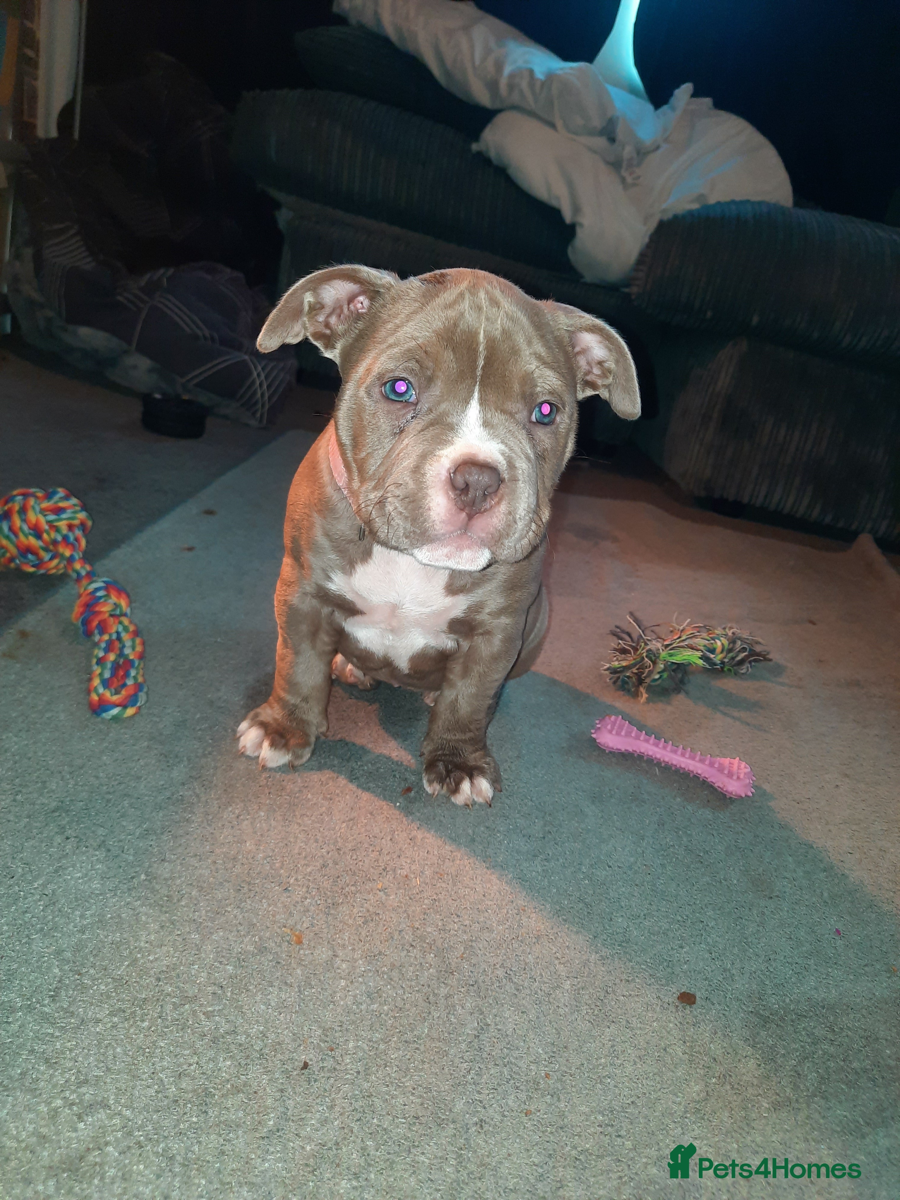 American Bully dogs for sale: Abkc reg platinum/champion pocket bullies - Advert 6