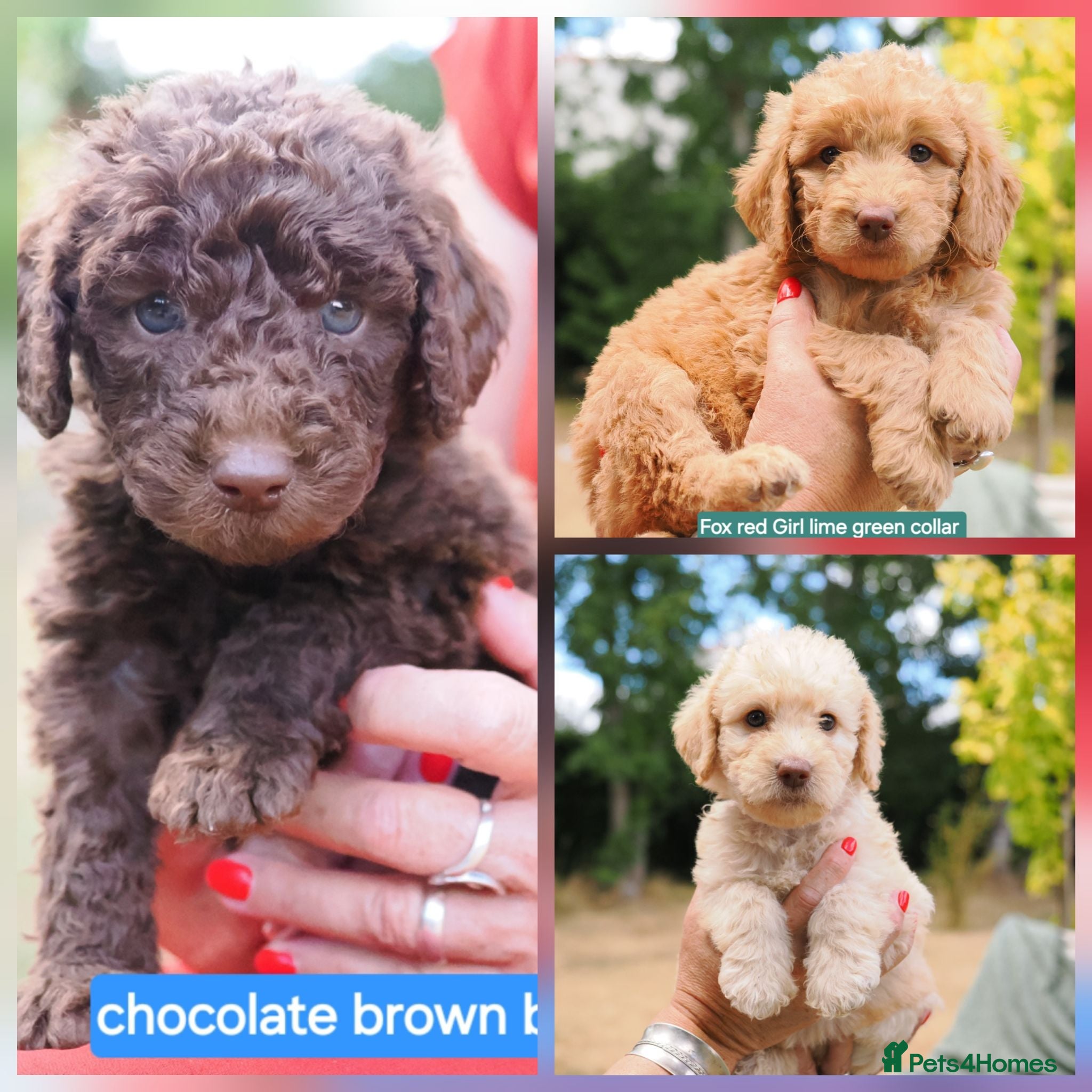 Labradoodle dogs Labradoodles Miniature/Midi Puppies Multi Gen  - Advert 1