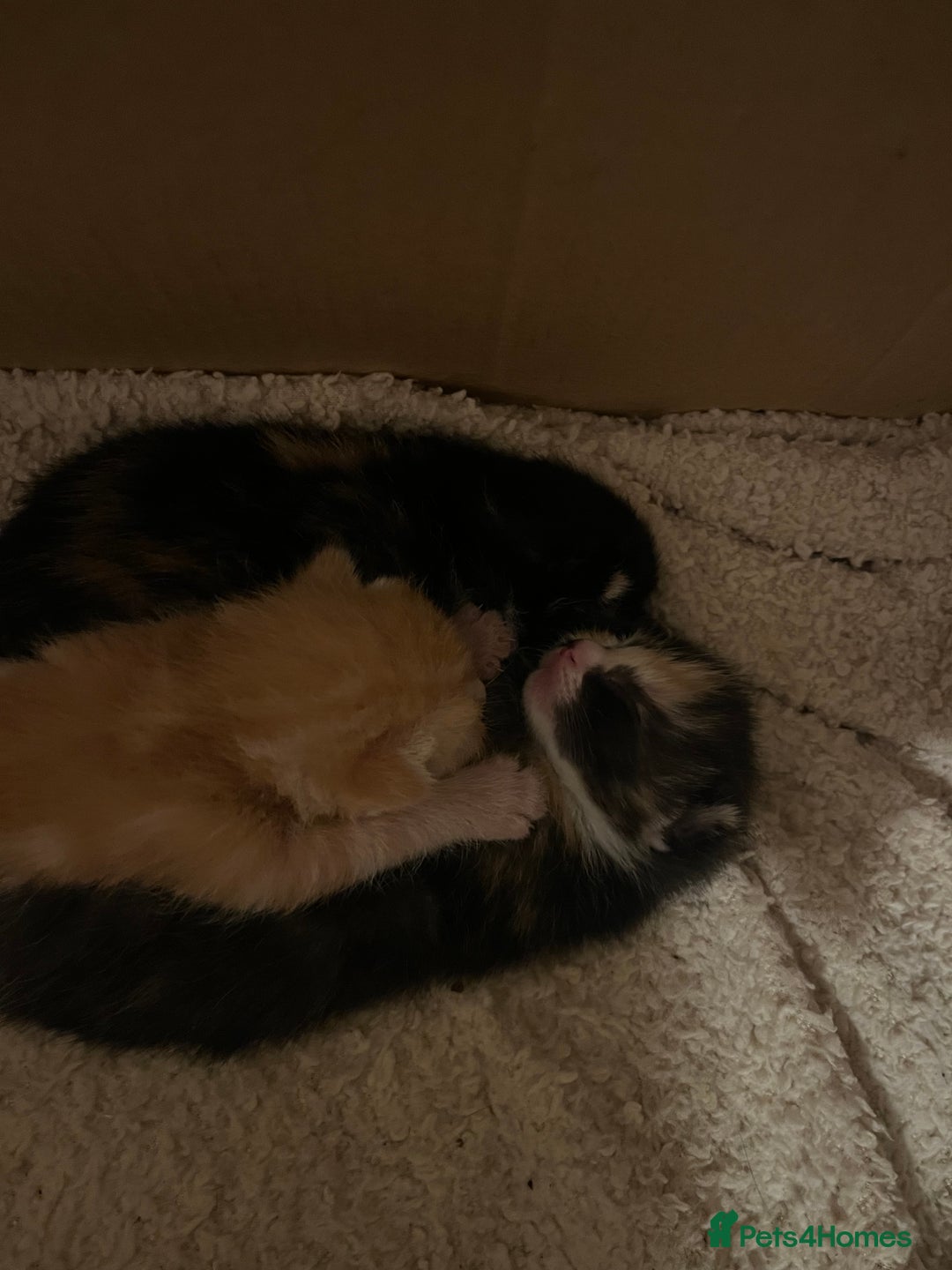Mixed Breed cats for sale: Tortoiseshell and ginger kittens for sale  - Image 8