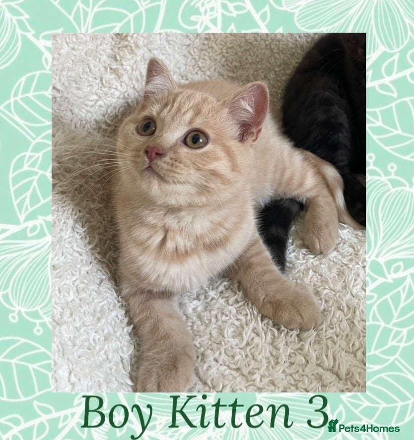 British Shorthair cats 🩷 British Shorthair Tabby Kittens *Ready Now* 💙 - Advert 1
