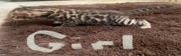 Bengal cats for sale: Tica registered bengals  in Chatham - Advert 5