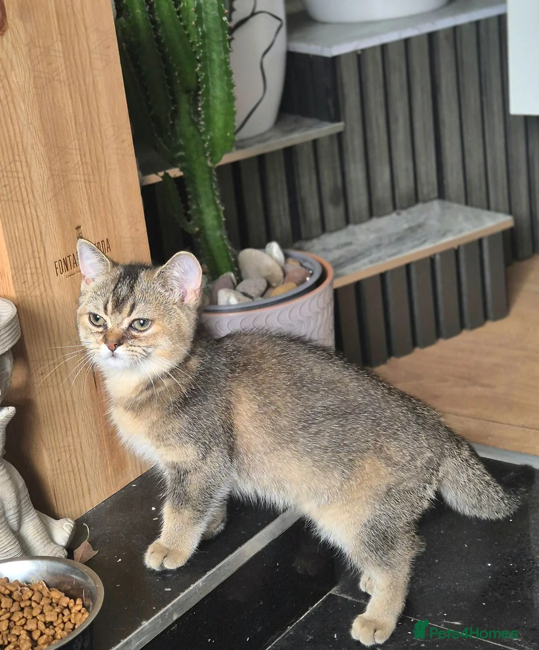 British Shorthair cats for sale: British shorthair  cat - Advert 2